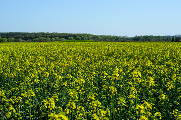 Field of the canola on spring