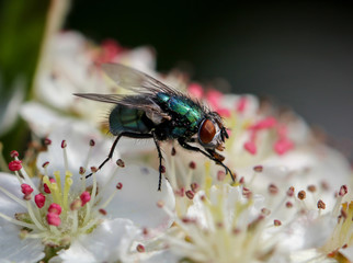 Fliege auf Blüten, Insekt, Natur, Tier 