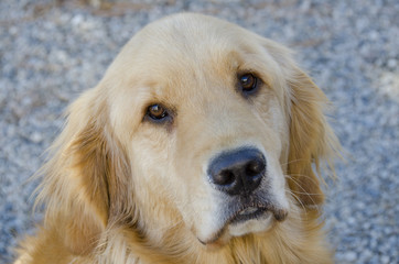 Golden Retriever Portrait