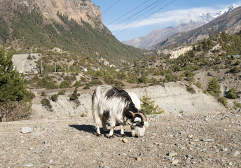 Goats in Annapurna circuit,trekking in Nepal
