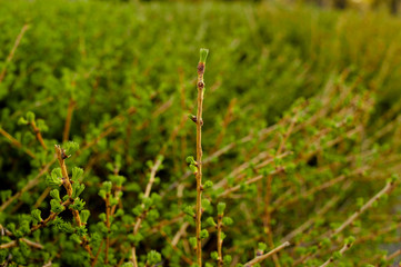 Young branch with fresh leaves and bud. Spring natural background with trees on the sunset. .