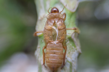 The cicadas on the bark of trees. 