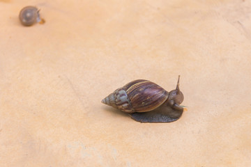 Snail are slowly climbing on paper.