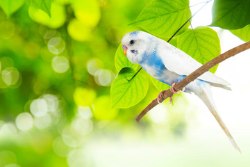 little budgie at tree branch