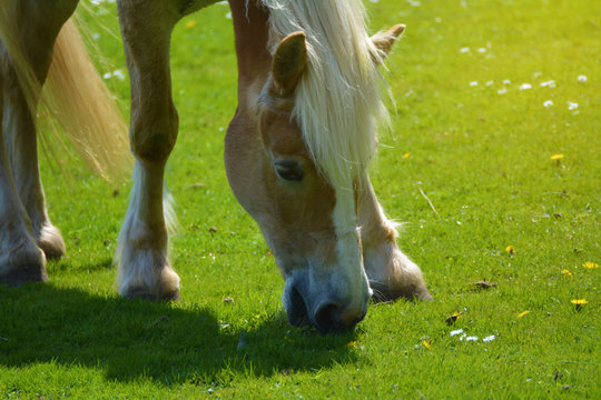 Close up on a horse on a meadow 