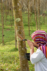 Lady worker people working and tapping rubber tree with cup rubber tree row agricultural, green leaves background,agriculture in southeast asia.