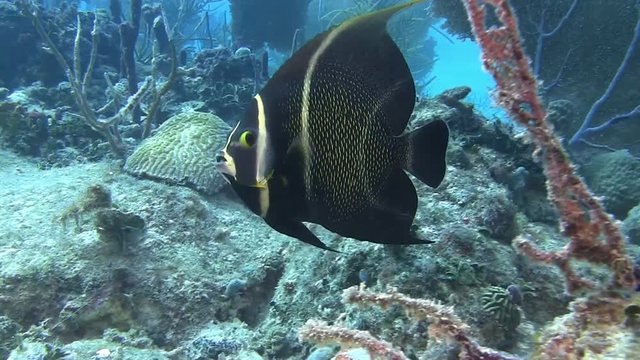 Angelfish in Caribbean sea