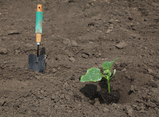 Planting of cucumber seedling to ground using  shovel or trowel