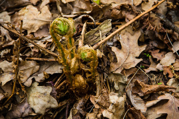 Sprouts of fern in forest