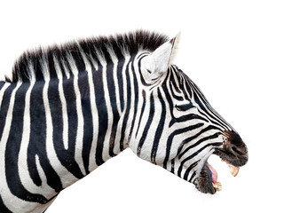 Fototapeta na wymiar Grant's Zebra, profile view
