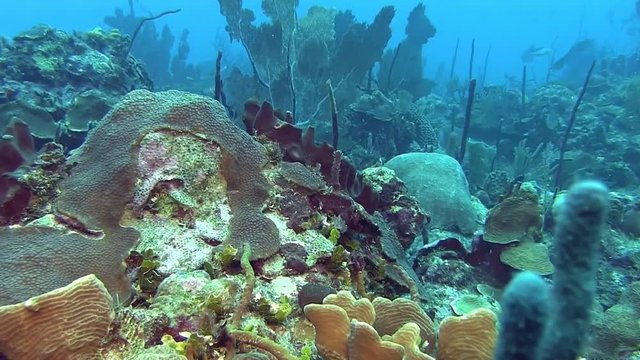 Swimming across the reef in Caribbean sea