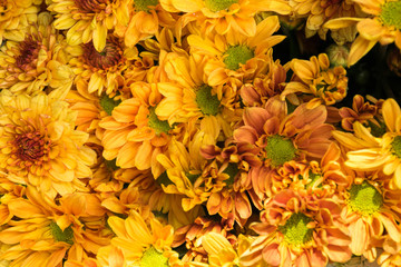 close up Yellow chrysanthemum