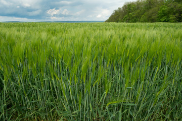 Obraz premium spring field of bright-green ears of wheat