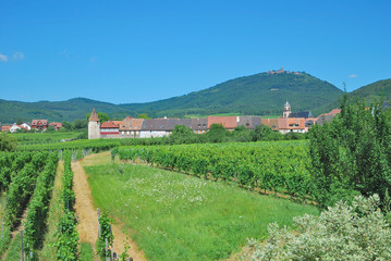 Fototapeta na wymiar Weinort Saint Hippolyte mit der Haut-Koenigsbourg im Hintergrund,Elsass,Frankreich