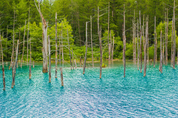 北海道の青い池