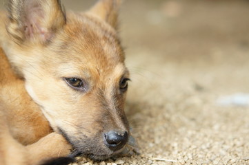 Closeup of puppy face