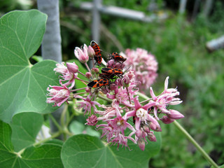 The firebug, Pyrrhocoris apterus on flower