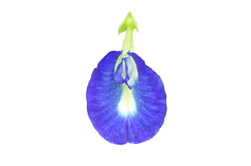 Butterfly pea flower isolated on white background