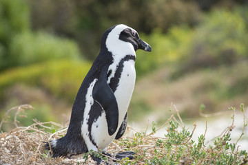 Obraz premium African penguin on the beach