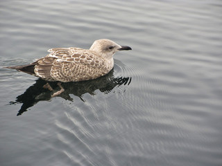 The duck swims on the water