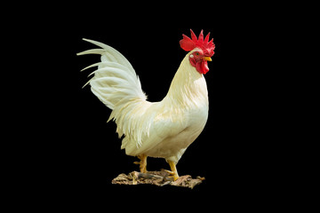 The white rooster standing isolated on black background.