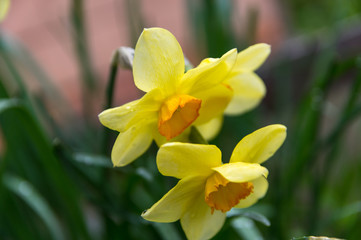 Yellow daffodils close-up.
