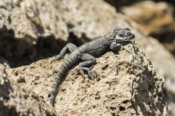 Ящерица греется на солнце