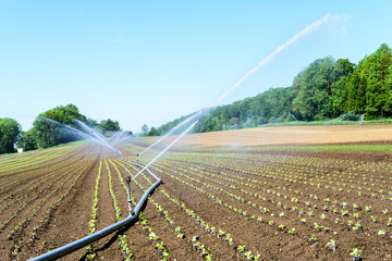Wasser im Acker - Bewässerung im Sommer in der Landwirtschaft 