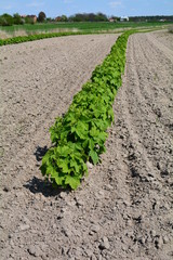 młode krzewy malin  © robert6666