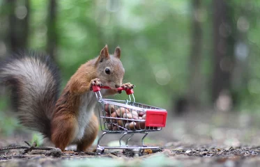 Foto op Plexiglas Eekhoorn Rode eekhoorn in de buurt van het kleine winkelwagentje met noten