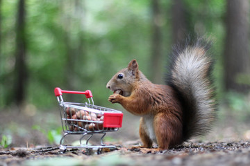 Écureuil roux près du petit chariot d& 39 un supermarché avec des noix