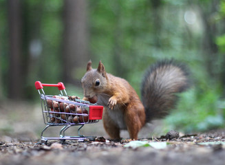 Red squirrel near the small cart from a supermarket with nuts