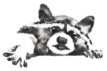 black and white monochrome painting with water and ink draw raccoon illustration © Turaev