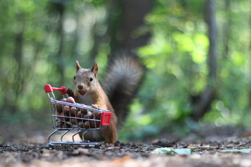 Rode eekhoorn bij de kleine kar van een supermarkt met noten