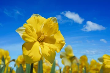 Photo sur Plexiglas Narcisse Cassata double daffodils in the home garden.
