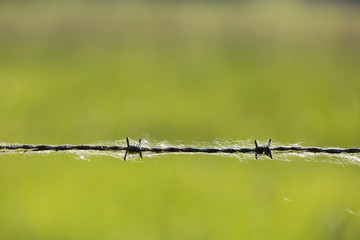 Barbed wire with spider web