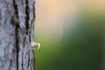 Resin from pine tree closeup