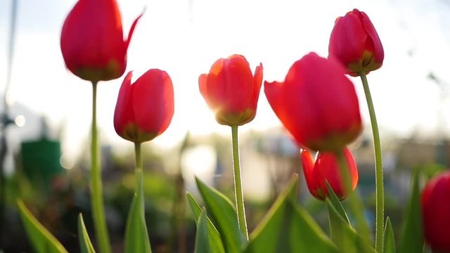 beautiful fresh flowers tulips in the sun