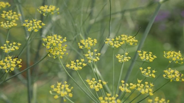 Yellow flowers of perennial Fennel herb close-up 4K 2160p 30fps UltraHD footage - Carrot family Foeniculum vulgare plant on the wind 3840X2160 UHD video 
