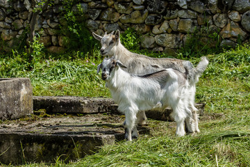 Two young white goats on the green grass