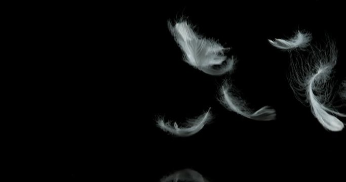 White Feathers Falling against Black Background, Normandy, Slow Motion 4K