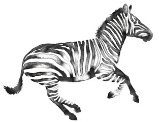 black and white monochrome painting with water and ink draw zebra illustration - obrazy, fototapety, plakaty