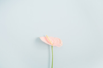 Beautiful pink anthurium flower isolated on pale pastel blue background. Flat lay, top view. Floral composition - obrazy, fototapety, plakaty