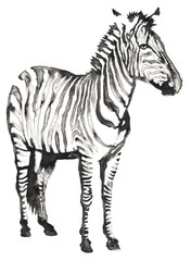 Fototapeta na wymiar black and white monochrome painting with water and ink draw zebra illustration