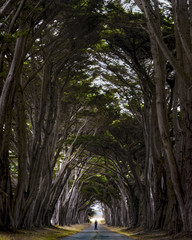 Fototapeta premium Point Reyes Tree Tunnel