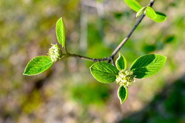 Horizontal photo of tree brunch with fat green lovely leaf bud