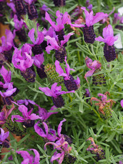 Fototapeta premium Violet flowers of lavender.