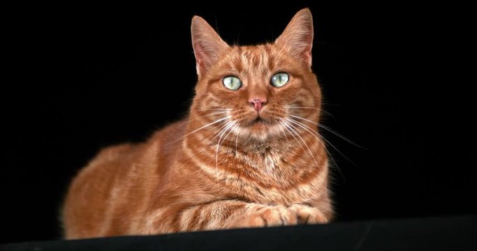 Red Tabby Domestic Cat, Adult Laying against Black Background, Real Time 4K