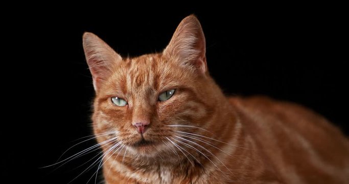 Red Tabby Domestic Cat, Adult Laying against Black Background, Real Time 4K