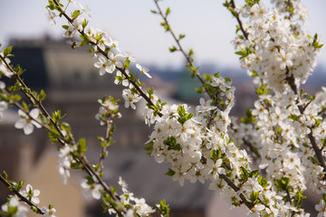Fototapeta premium Apple blossom